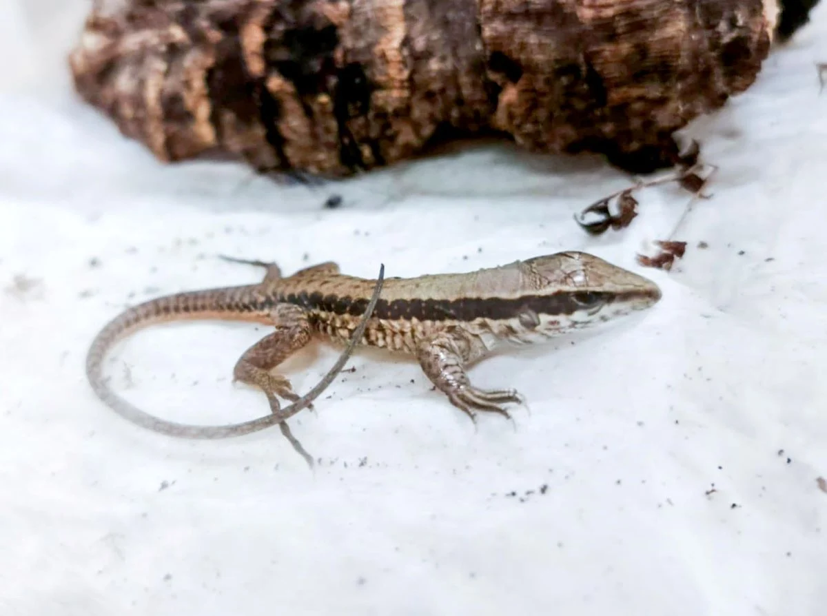 Tropikalna jaszczurka w Śląskim ZOO. Poznaj Ameivę ameiva