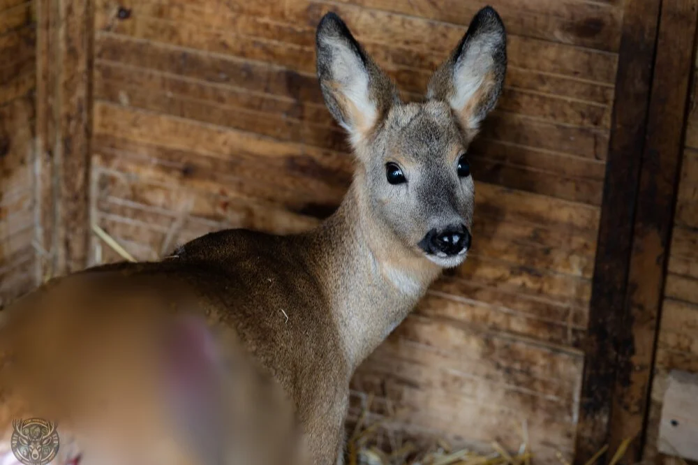 Do Leśnego Pogotowia trafiła sarna. Zagryzły ją psy w Parku Śląskim [DRASTYCZNE ZDJĘCIA]