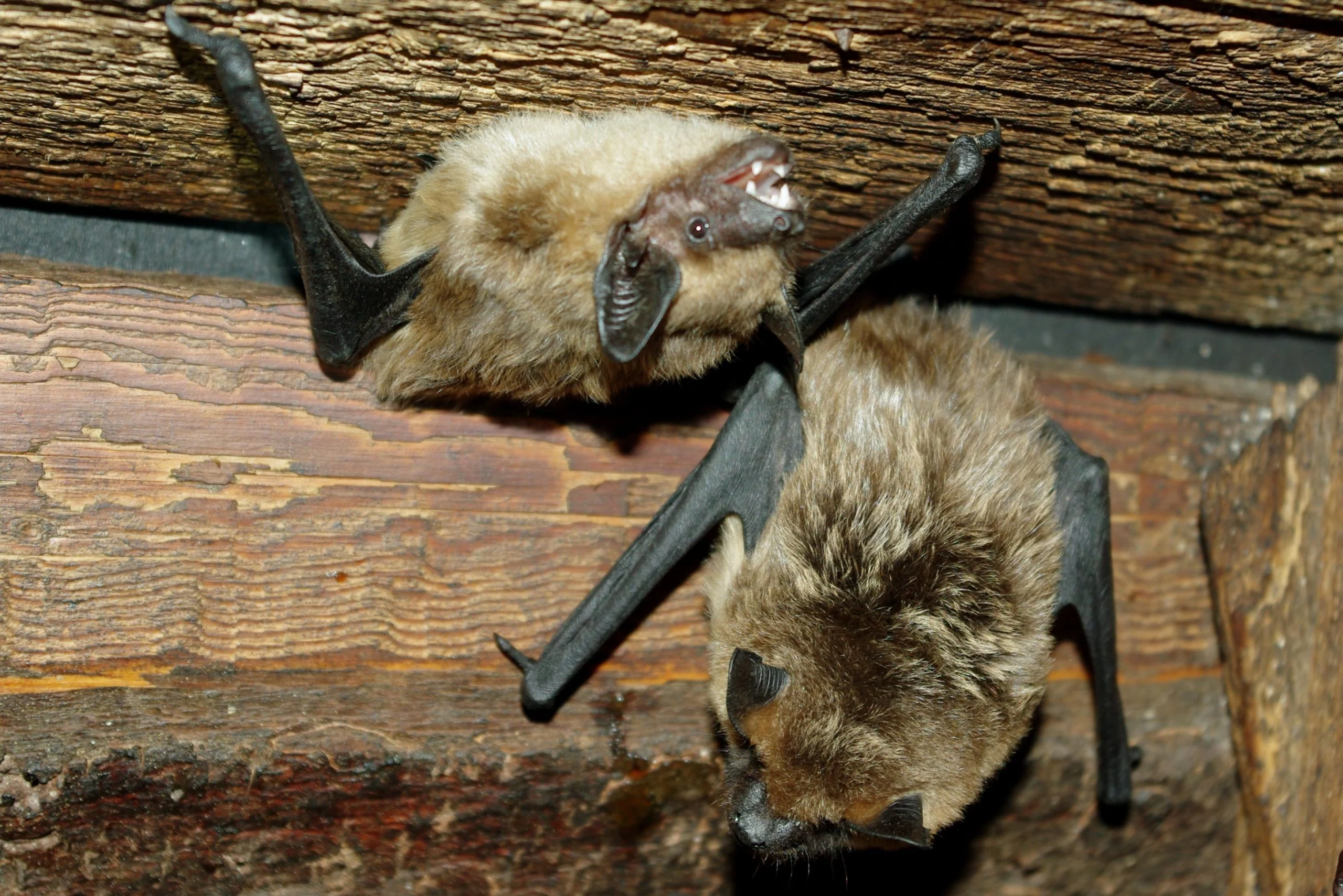 Pomóż chronić nietoperze – zgłoś siedliska w swojej okolicy!
