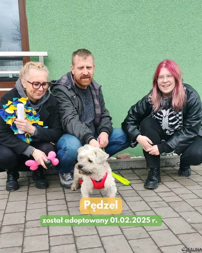 adopcje 3