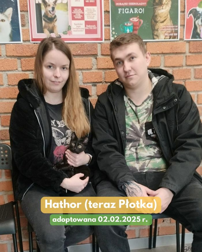 adopcje 6