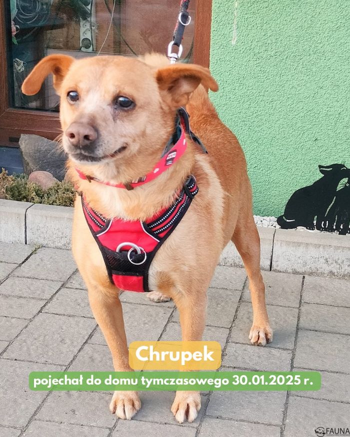 adopcje 7