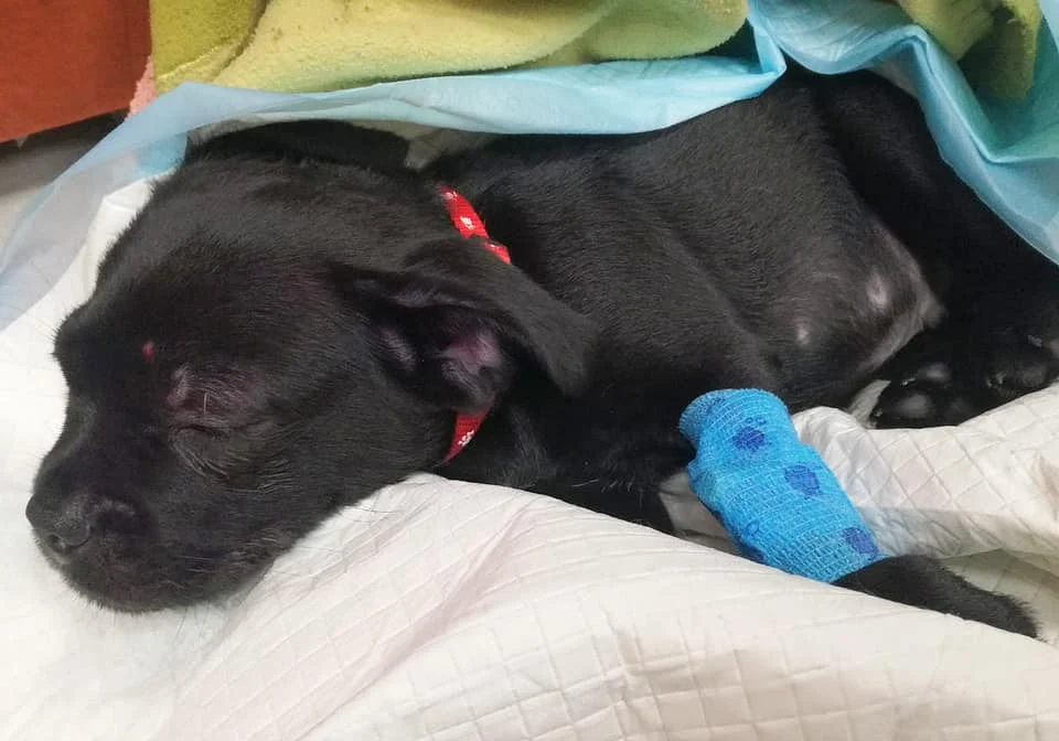 Pobity i porzucony – schronisko z Rudy Śląskiej walczy o zdrowie Jaspera