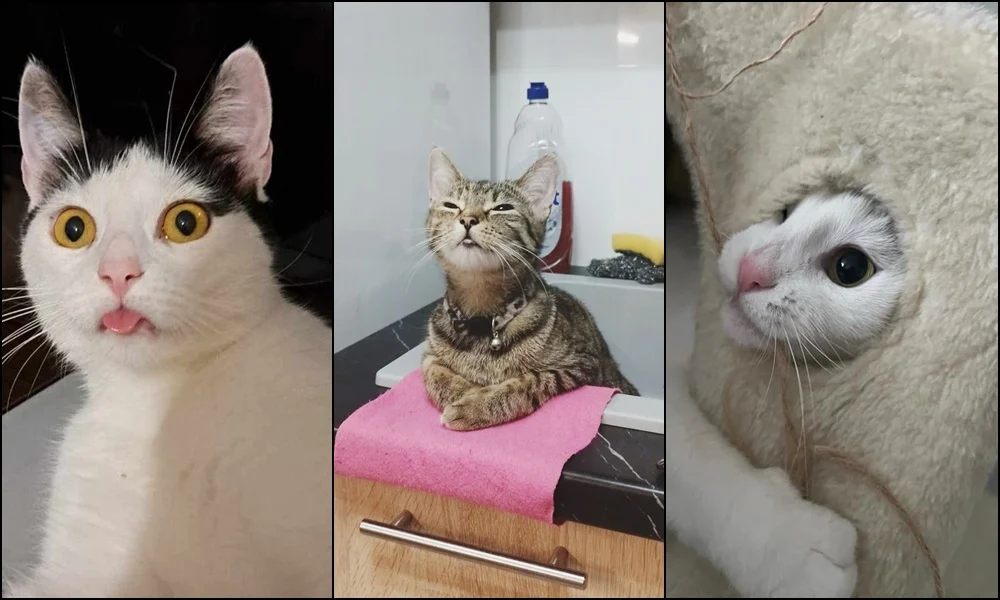 Dzień Kota: Zobaczcie futrzastych przyjaciół naszych Czytelników!