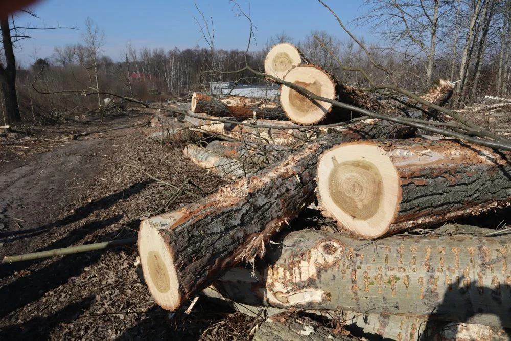 Masakra zieleni w dzielnicy Ruda. Trwa masowa wycinka drzew pod trasę N-S