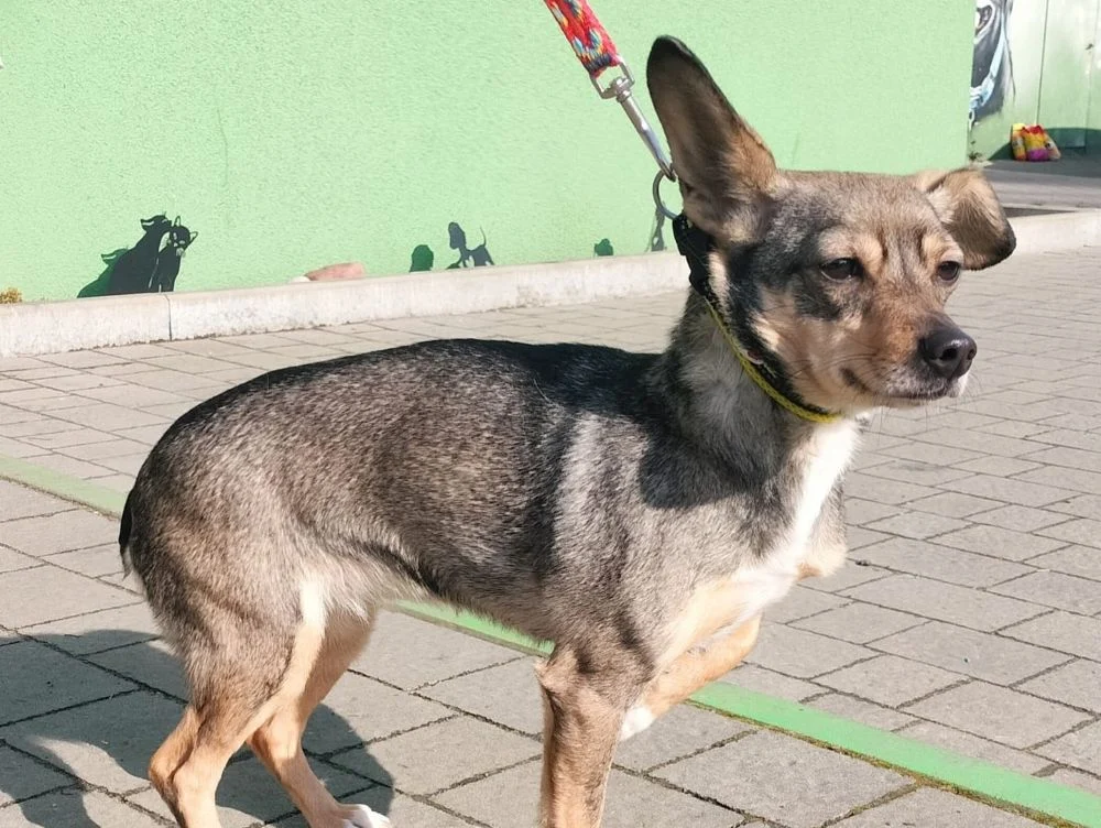 W lesie w Mikołowie znaleziono suczkę przywiązaną do drzewa. Fauna szuka właściciela!