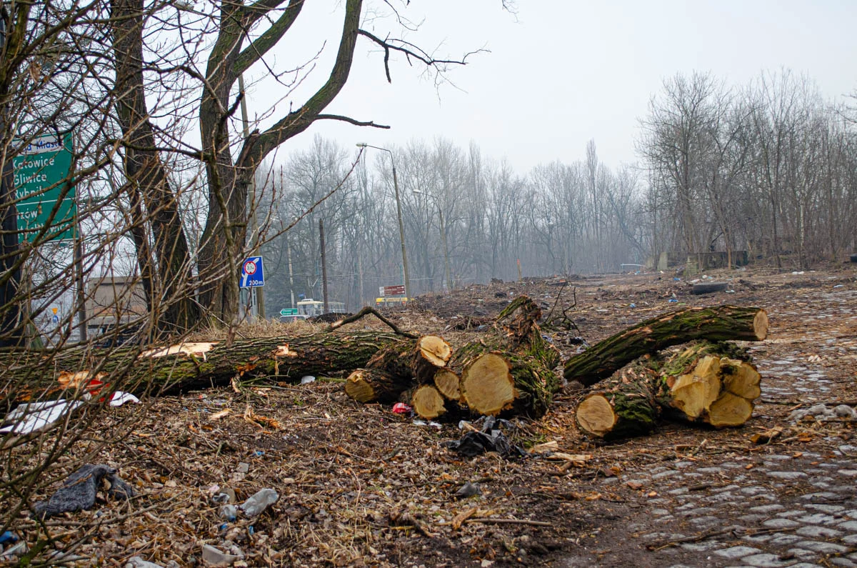 Wycinka drzew w Chebziu – czym jest spowodowana?
