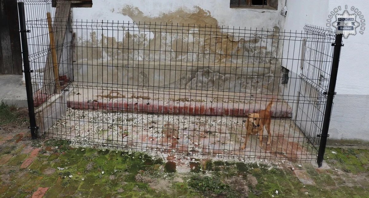 Horror na prywatnej posesji! Skrajnie zaniedbany pies odebrany właścicielowi