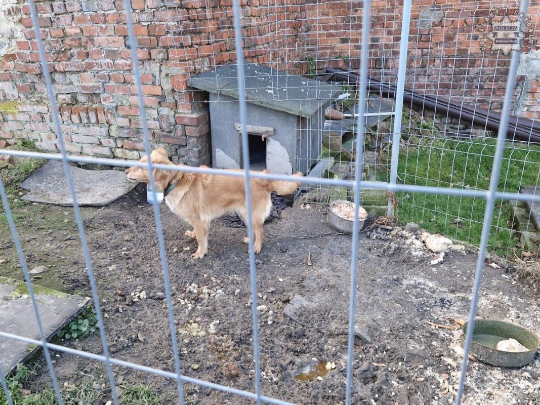 Okrutne traktowanie psa we Wodzisławiu Śląskim. Zarzuty dla właścicielki