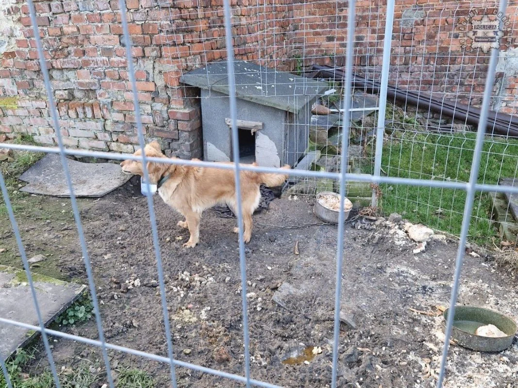 Okrutne traktowanie psa we Wodzisławiu Śląskim. Zarzuty dla właścicielki