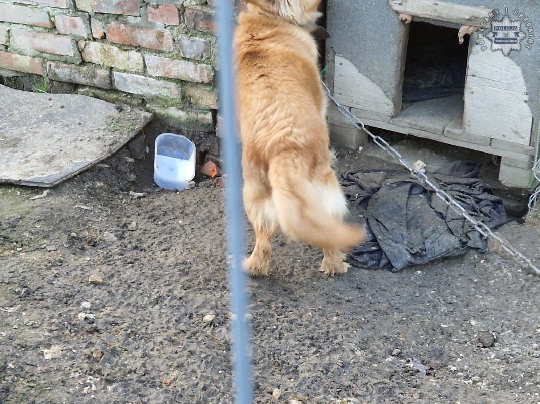 Okrutne traktowanie psa we Wodzisławiu Śląskim. Zarzuty dla właścicielki