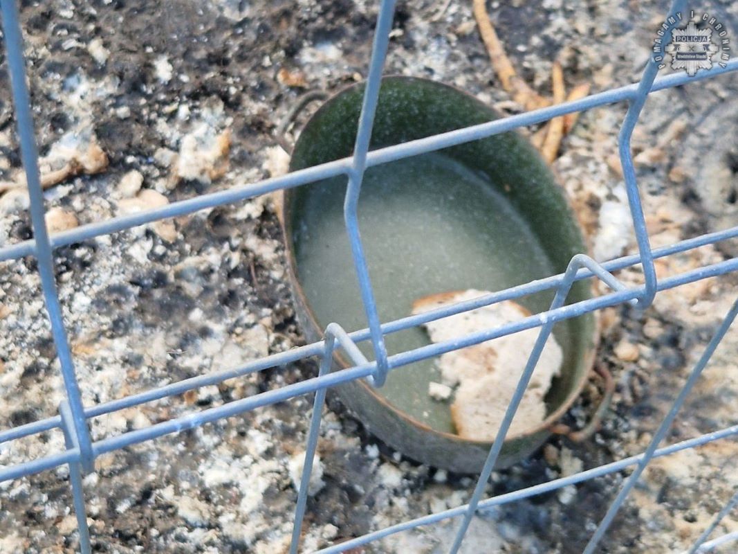 Okrutne traktowanie psa we Wodzisławiu Śląskim. Zarzuty dla właścicielki