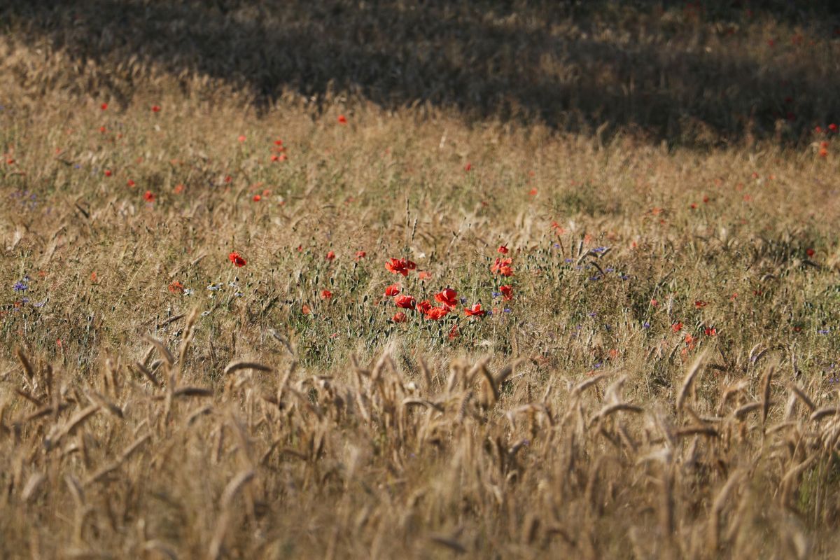 Wypoczynek na Mazurach – 5 sposobów na ucieczkę od zgiełku Miasta!