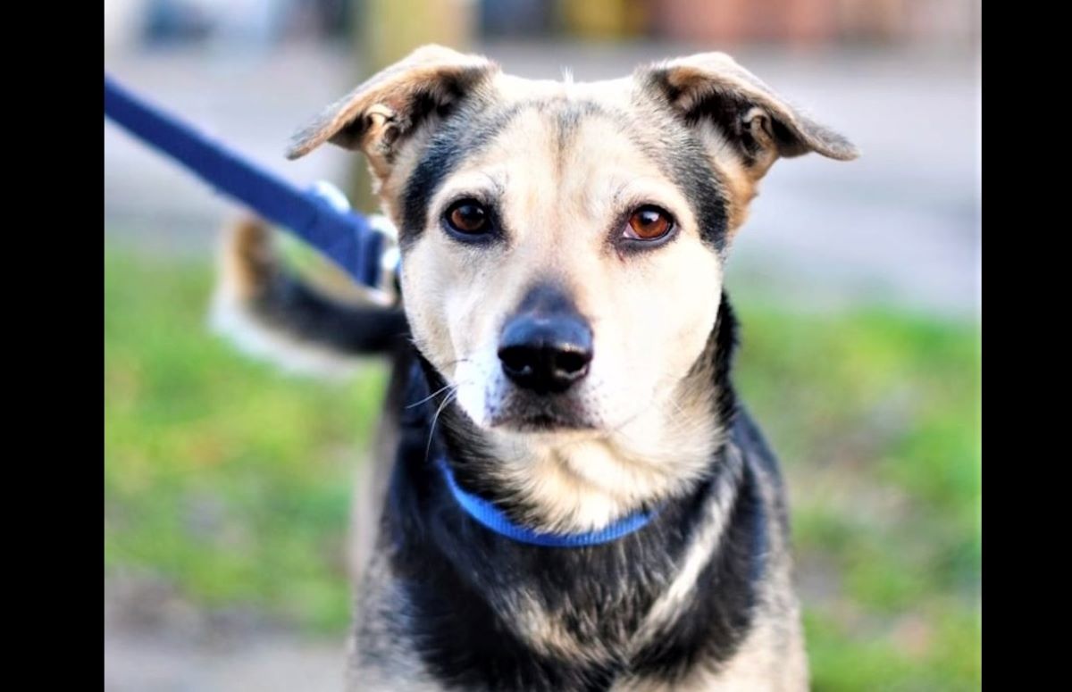 Przed nami walentynkowy Bieg na 6 łap