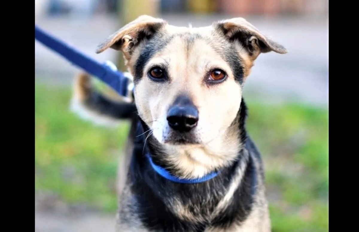 Przed nami walentynkowy Bieg na 6 łap