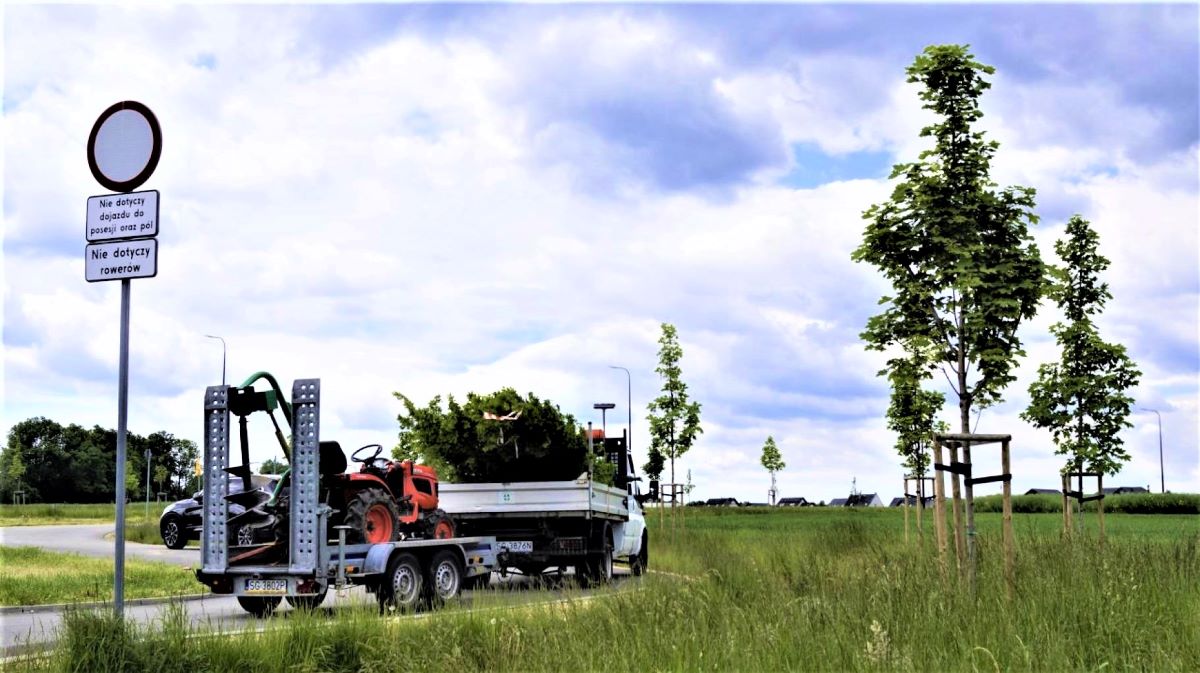 W pasach drogowych zostanie nasadzonych 800 nowych drzew