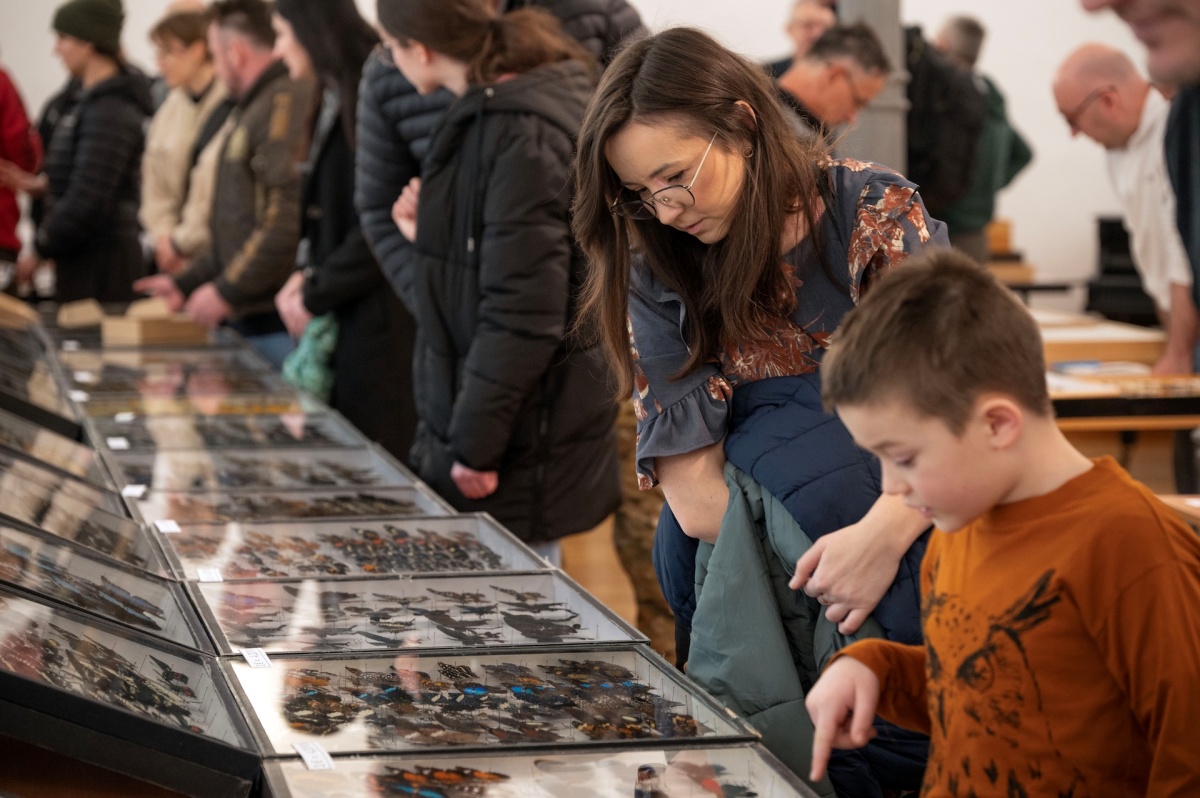 Niezwykły świat owadów w Bytomiu. Egzotyczne chrząszcze, motyle i nauka!