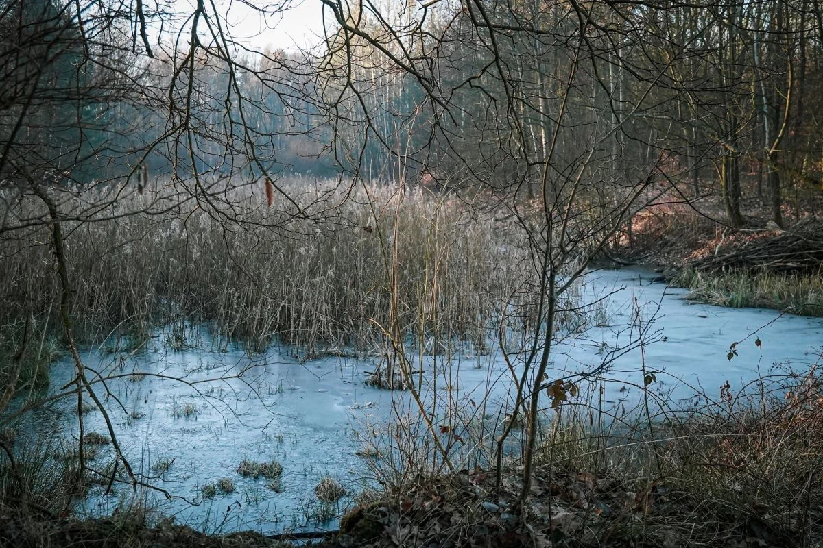 Katowickie mokradła chronią miasto przed suszą i powodziami