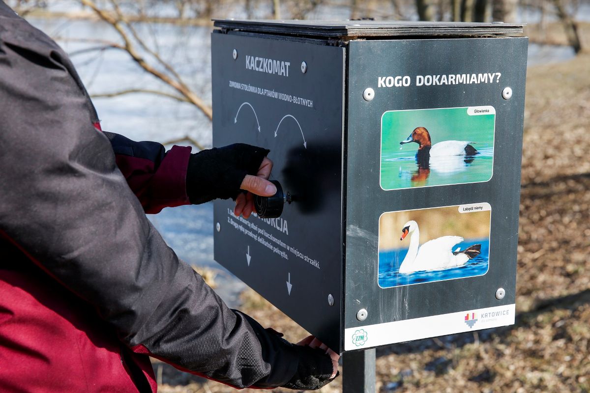 Kaczkomaty w Katowicach – jak dokarmiać ptaki?