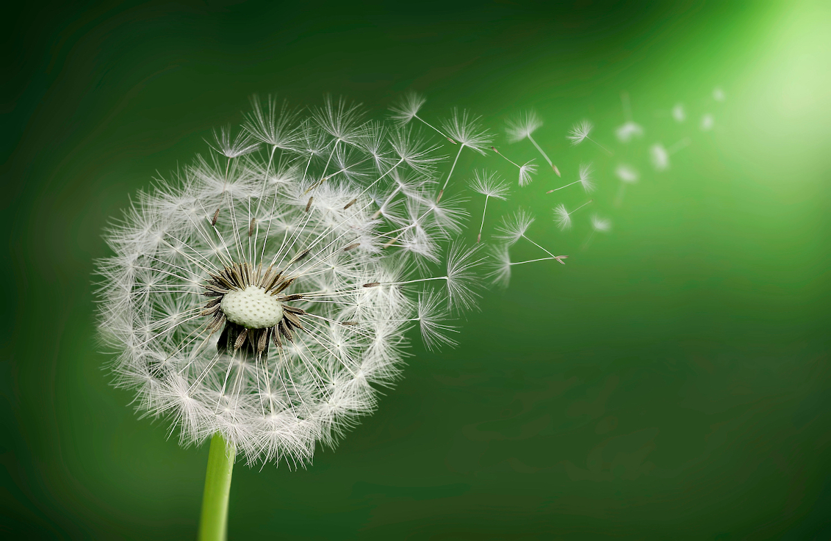 Mniszek lekarski – właściwości, suplementacja i dawkowanie