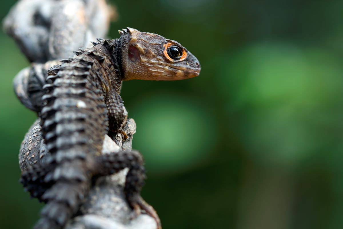 Warsztaty z egzotycznymi gadami w Parku Śląskim – niezapomniane doświadczenie dla dzieci