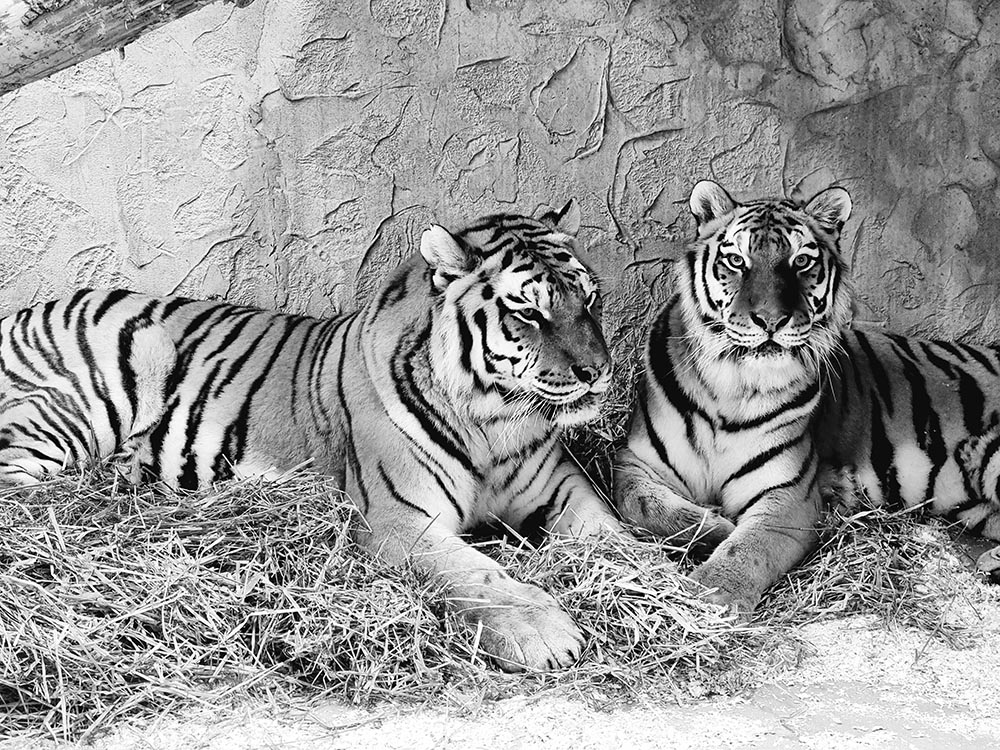 Śląskie ZOO upamiętni Sagę i Tajgę – pomóż stworzyć film pełen wspomnień