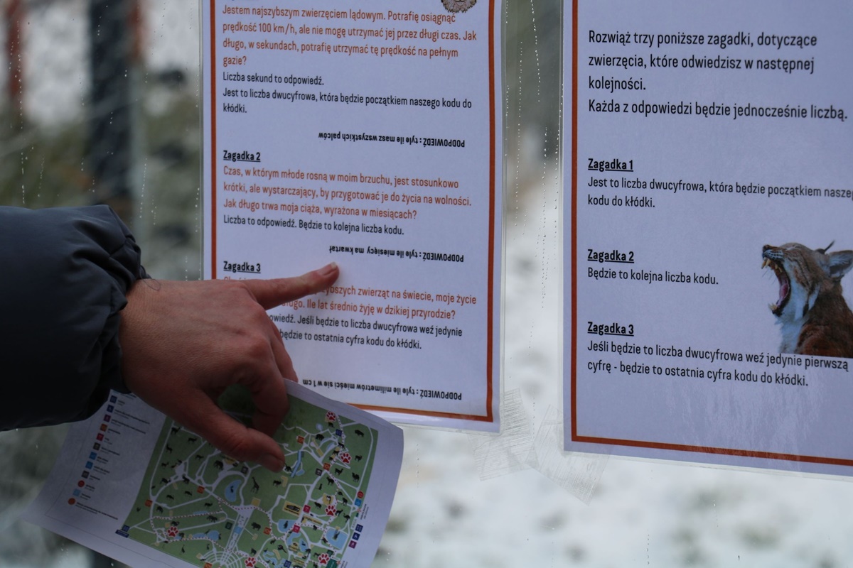 Dzień Kota w Śląskim ZOO 52