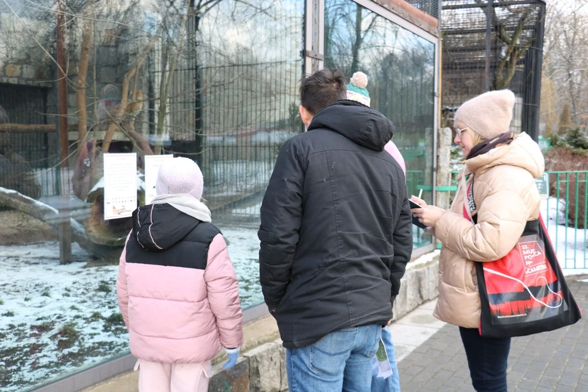Gra terenowa, karmienie drapieżników i kocie ciekawostki – Dzień Kota w ZOO za nami