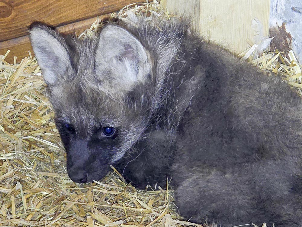 Nowe samiczki wilka grzywiastego w ZOO – konkurs na imiona już wkrótce