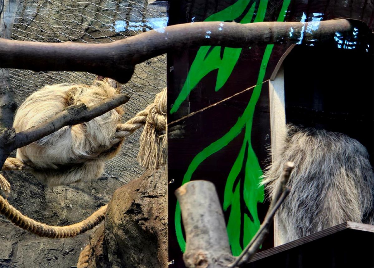 Diego nie jest już sam! Wina dołączyła do leniwców w Śląskim ZOO