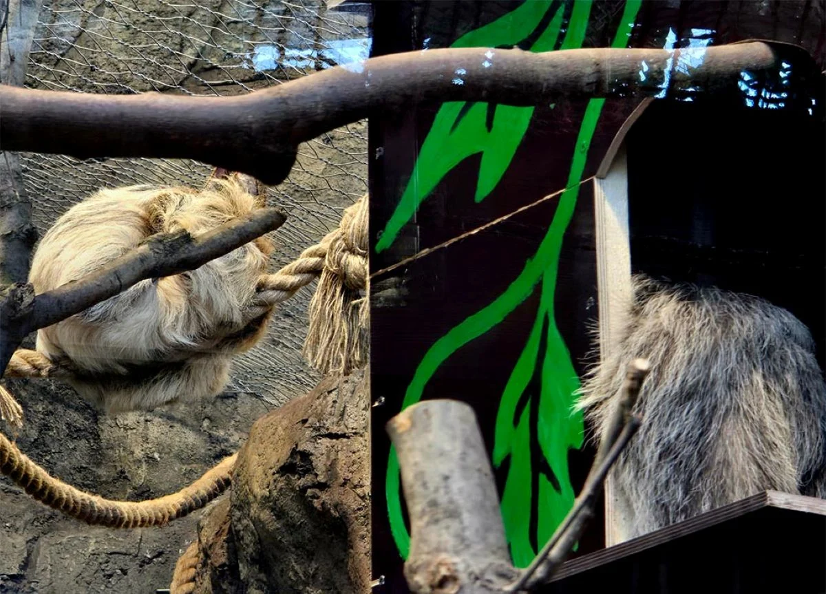 Diego nie jest już sam! Wina dołączyła do leniwców w Śląskim ZOO