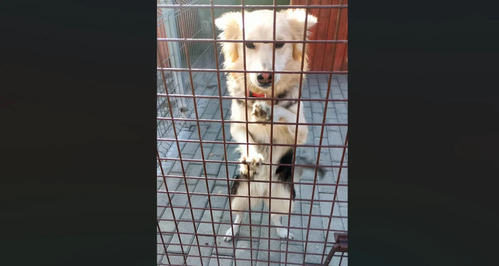 Do „Fauny” trafił kolejny porzucony pies. Schronisko prosi o pomoc w ustaleniu właściciela