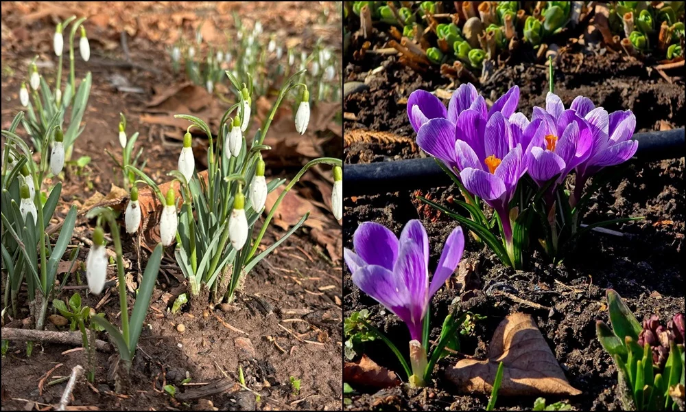 Pierwsze oznaki wiosny w Rudzie Śląskiej. Zobaczcie zdjęcia!