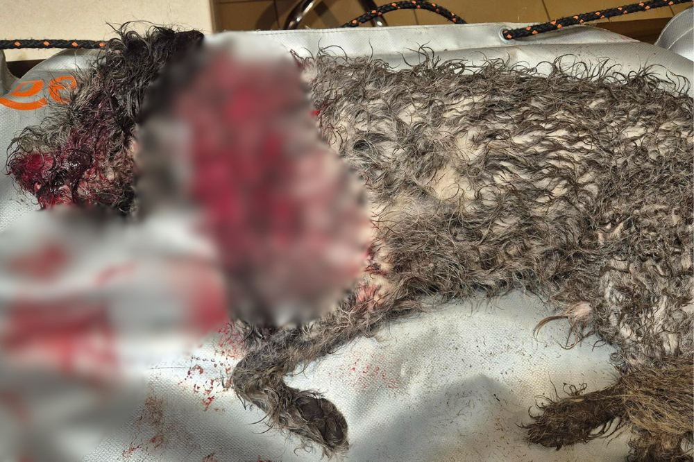 Tragiczny incydent z udziałem chartów w dzielnicy Ruda. Kundelek nie przeżył konfrontacji