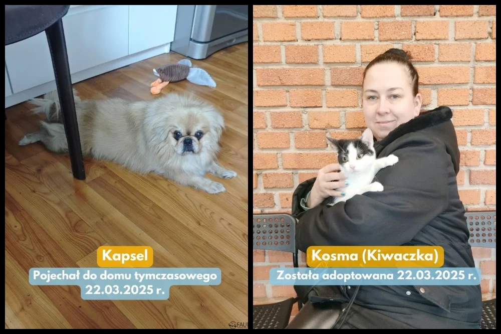 Adopcyjne podsumowanie tygodnia w Faunie – kolejne czworonogi trafiły do nowych domów!