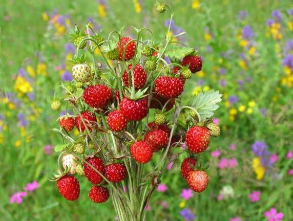 Dlaczego warto wybrać tradycyjne odmiany poziomek?