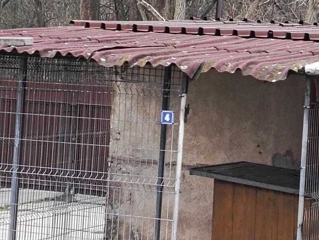 Fauna uruchomiła zbiórkę na remont schroniskowych boksów, bud i pomieszczeń dla psów!