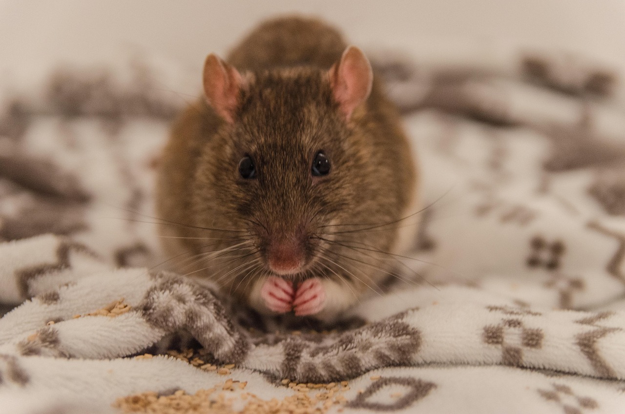 Wiosenna deratyzacja – obowiązek dla właścicieli nieruchomości w Wodzisławiu Śląskim