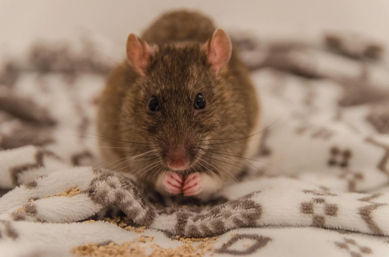 Wiosenna deratyzacja – obowiązek dla właścicieli nieruchomości w Wodzisławiu Śląskim