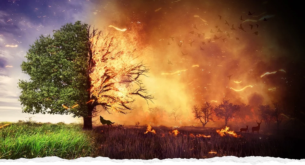 Wzrost liczby pożarów traw – walka z podpalaczami i zagrożeniem dla środowiska