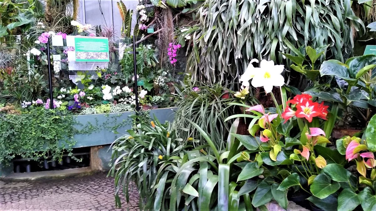 Rekordy w gliwickich tropikach. Nic dziwnego – Palmiarnia kwitnie!