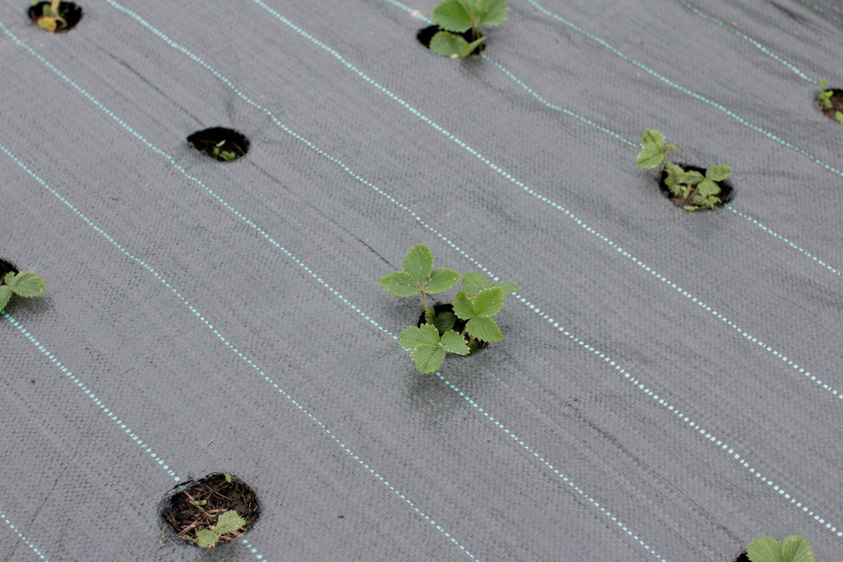 Czy agrotkanina przepuszcza wodę i powietrze? Fakty i mity