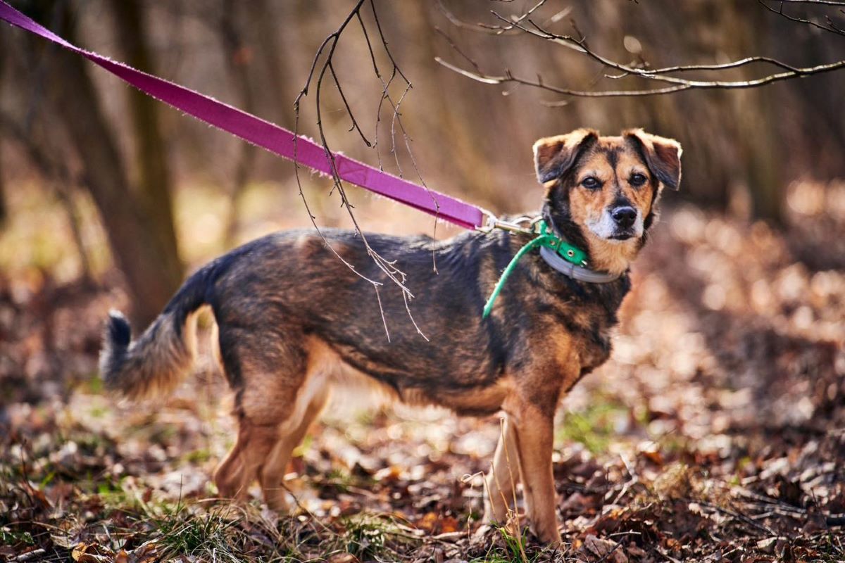 Czas na odrobinę ruchu: przed nami "Bieg na 6 łap"
