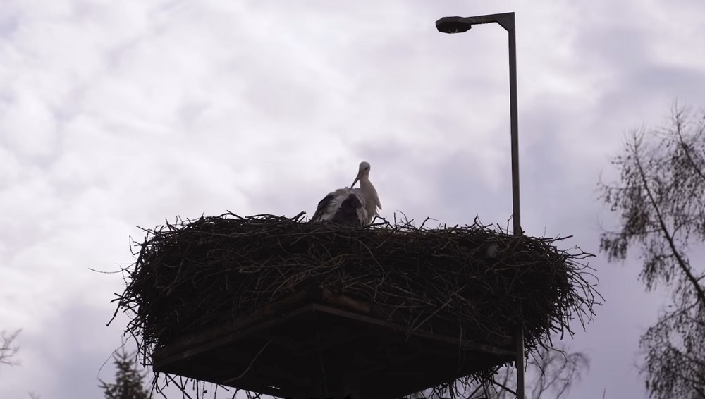 Nowy lokator w bocianim gnieździe w Mikołowie – co się wydarzy po powrocie ptaków?