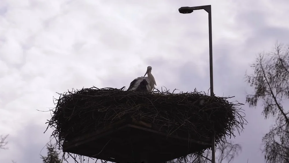 Nowy lokator w bocianim gnieździe w Mikołowie – co się wydarzy po powrocie ptaków?