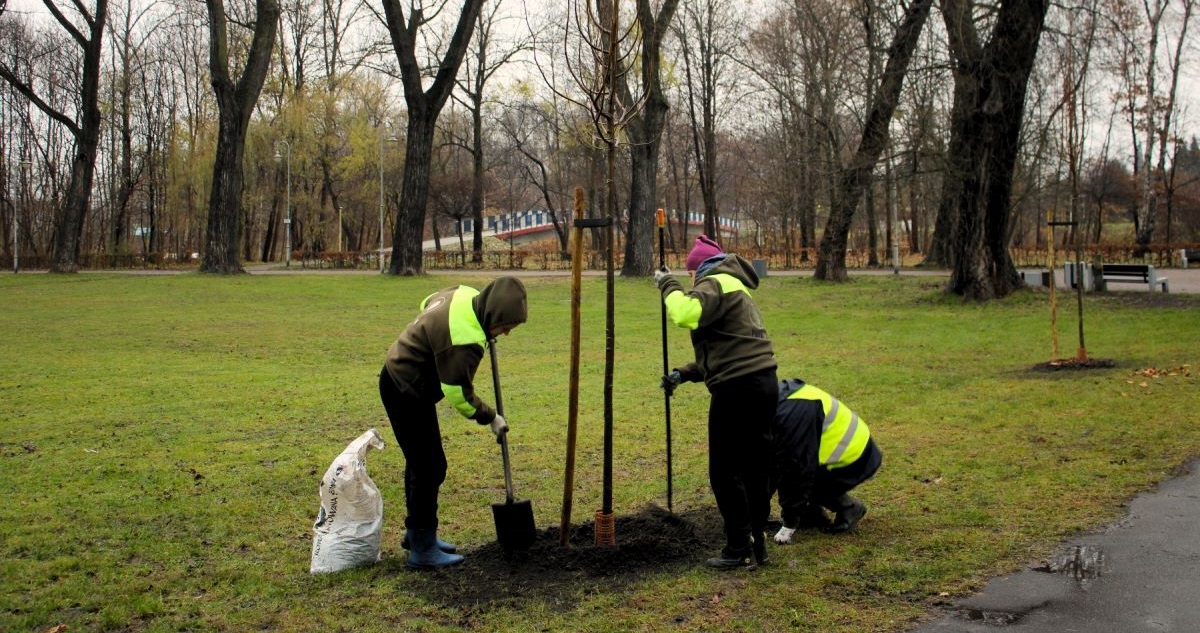 Katowice zasadzają prawie 1200 drzew. Zieleń, która poprawi jakość życia mieszkańców!