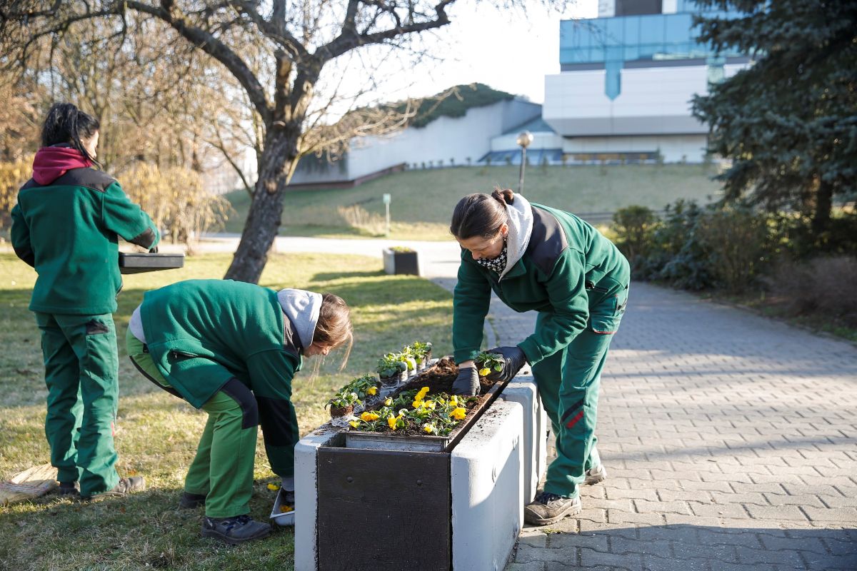 Katowice sprzątają po zimie. Sadzenie drzew, koszenie trawy i naprawy