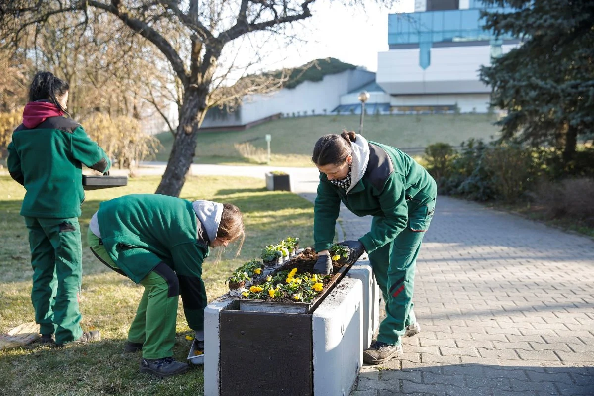Katowice sprzątają po zimie. Sadzenie drzew, koszenie trawy i naprawy