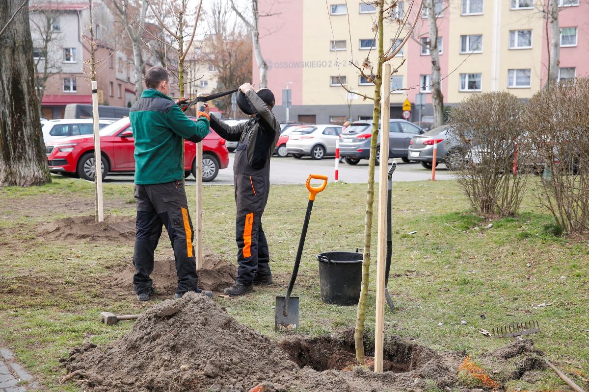Katowice sprzątają po zimie. Sadzenie drzew, koszenie trawy i naprawy