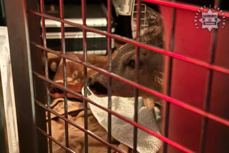 Niecodzienna interwencja na Bocheńskiego. Sarna pod opieką dzięki policjantom